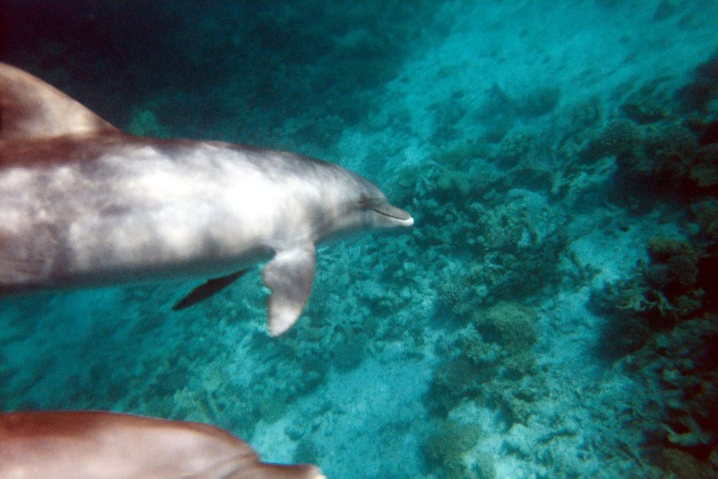 Dauphins nageant dans la mer rouge à El Gouna