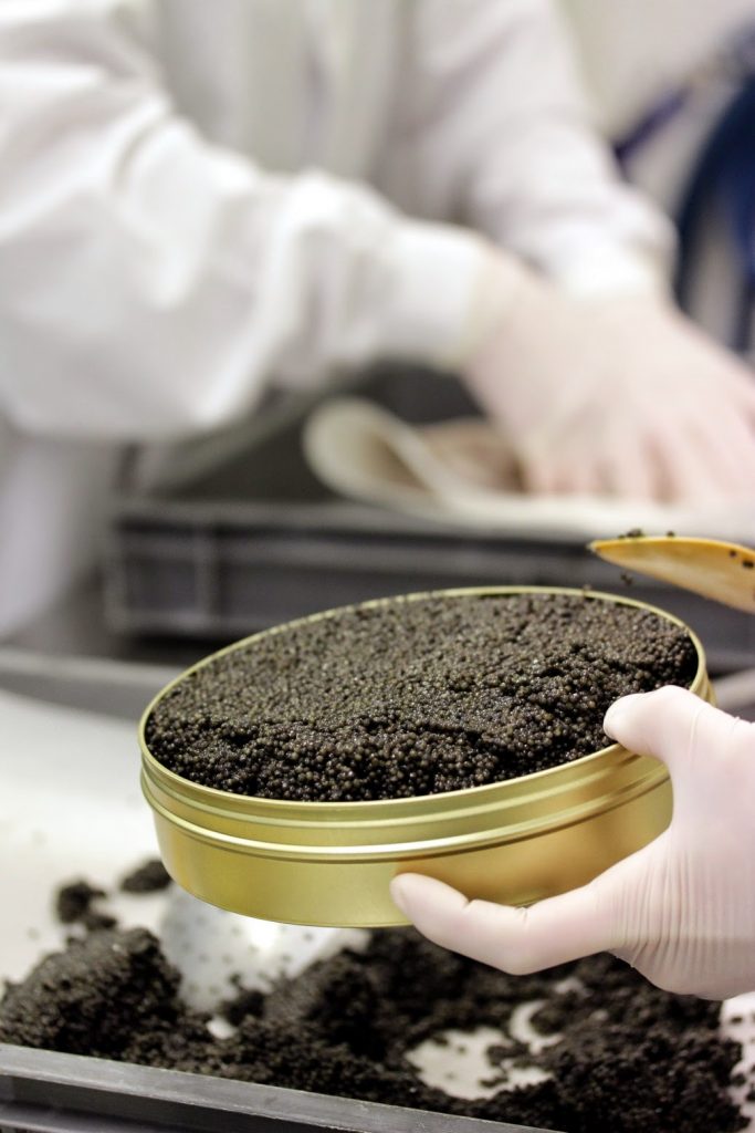 Main en train de déposer le caviar dans une boîte en métal de 1kg. Photo prise dans le labo de Sturia